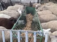 Schaf, Ile-de-France sheep — Foto 1