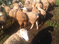 母羊, Sheep — 照片 2