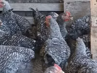 Chickens — Foto 3