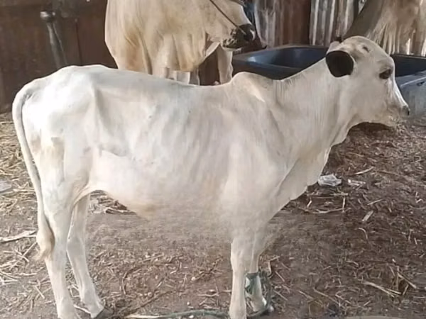 Cow, Cattle