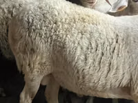 Ram, Assaf sheep — photo 4