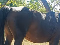 Mare, Kyrgyz Horse — photo 2