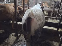 Bulle, Aberdeen-Angus — Foto 6