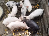 Eber, Schweine — Foto 1