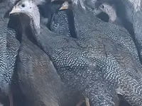 पर्ल ग्रे — फ़ोटो 8