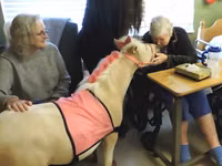 母马, Miniature horse — 照片 4
