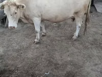 بقرة, البقرة الحمراء القرمزية — الصورة 2