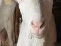 نعجة, Alpines Steinschaf sheep — الصورة 3