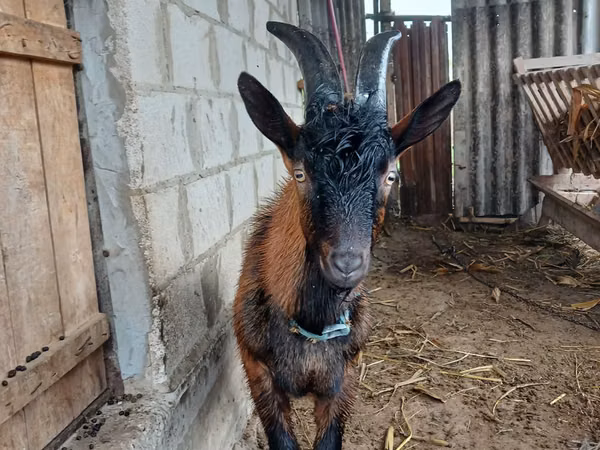 Billy Goat, Italian Alpine goat