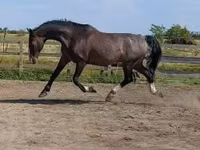 घोड़ा, Dutch warmblood horse — फ़ोटो 1