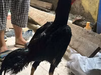 Guinea fowl — الصورة 2