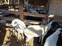 Sheep (batch, sex not specified), Sheep — photo 8