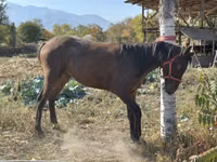 Hengst, Kyrgyz Horse — Foto 1