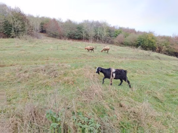Goats (batch, sex not specified), Goats
