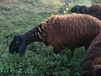 Ram, Sheep — photo 1