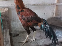Chickens — 照片 8