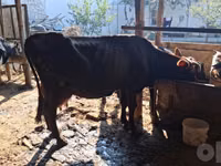 Vaca, Red Estonian cattle — foto 7