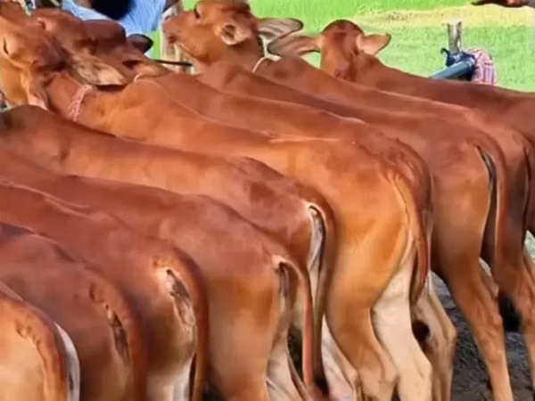 Cow, Cattle