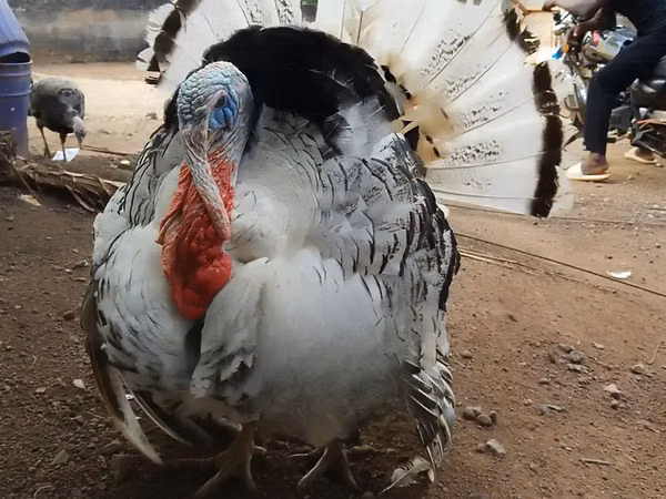 Turkeys