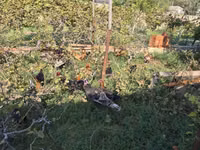 Chickens — फ़ोटो 4