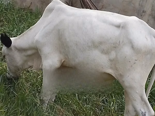 Cow, Cattle