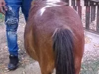 母马, Miniature horse — 照片 3