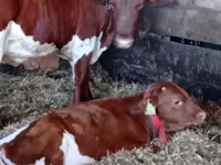 أبقار (دفعة، الجنس غير محدد), Simmental cattle — الصورة 1
