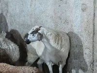 Schaf, Schafe — Foto 2