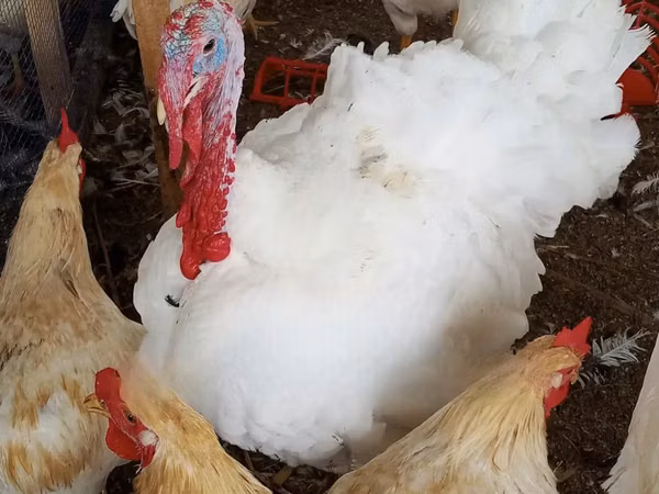 Turkeys
