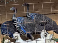 Guinea fowl — الصورة 1
