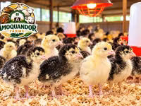 Turkeys — Foto 2