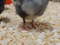 Chickens — फ़ोटो 1
