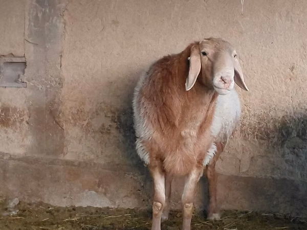 Widder, Arashan sheep
