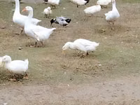 Geese — 照片 3