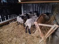 绵羊（批次，未指定性别）, White Suffolk sheep — 照片 5