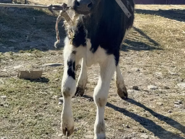 Vaca, Raza Holstein