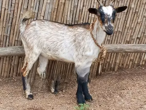 Cabras (lote, sexo no especificado), Cabras — Ghana