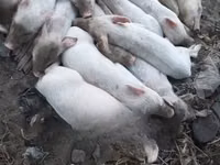 Schweine (Partie, Geschlecht nicht angegeben), Schweine — Foto 2