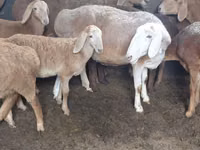 Ram, Arashan sheep — photo 5