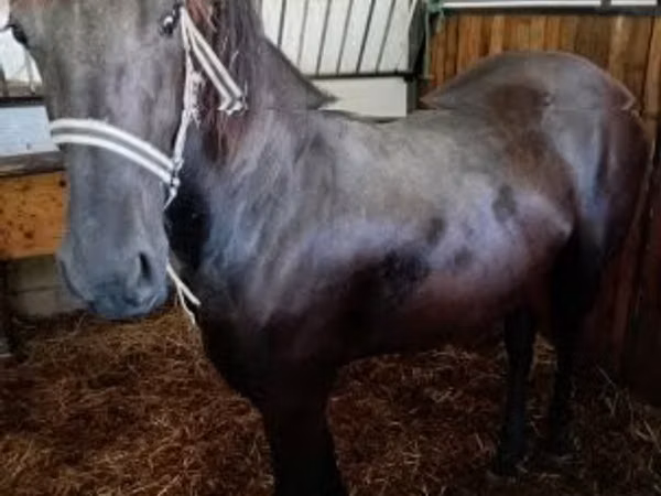 母马, Friesian