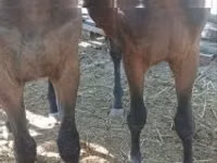 Horse (M), Furioso-North Star — photo 4