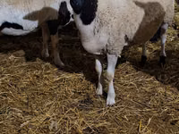मेढ़ा, Dorper sheep — फ़ोटो 4