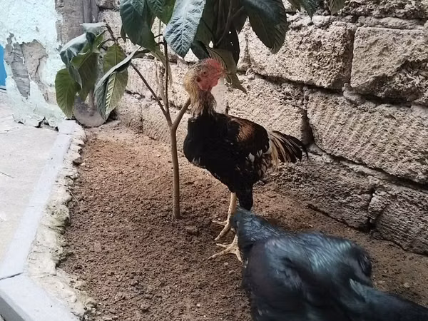 Chickens