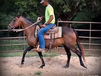 母马, Quarter Horse — 照片 5