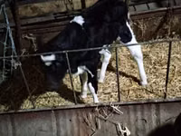 Cow, Russian Black pied cattle — photo 2
