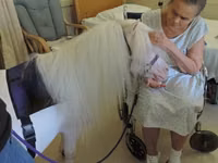 Yegua, Miniature horse — foto 1