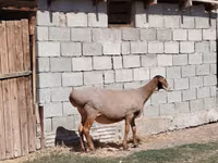 Oveja, Ovejas — foto 4