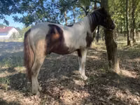 Horse (M), Horses — photo 1