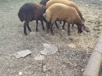 Schafe (Partie, Geschlecht nicht angegeben), Karabakh sheep — Foto 2