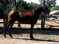 Caballo, Caballos — foto 3